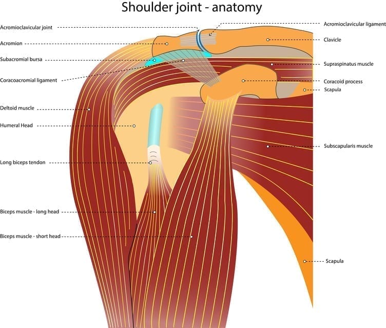 EFFECT OF STERNOCLAVICULAR JOINT MOBILIZATION ON PAIN AND FUNCTION IN A PATIENT WITH MASSIVE SUPRASPINATUS TEAR